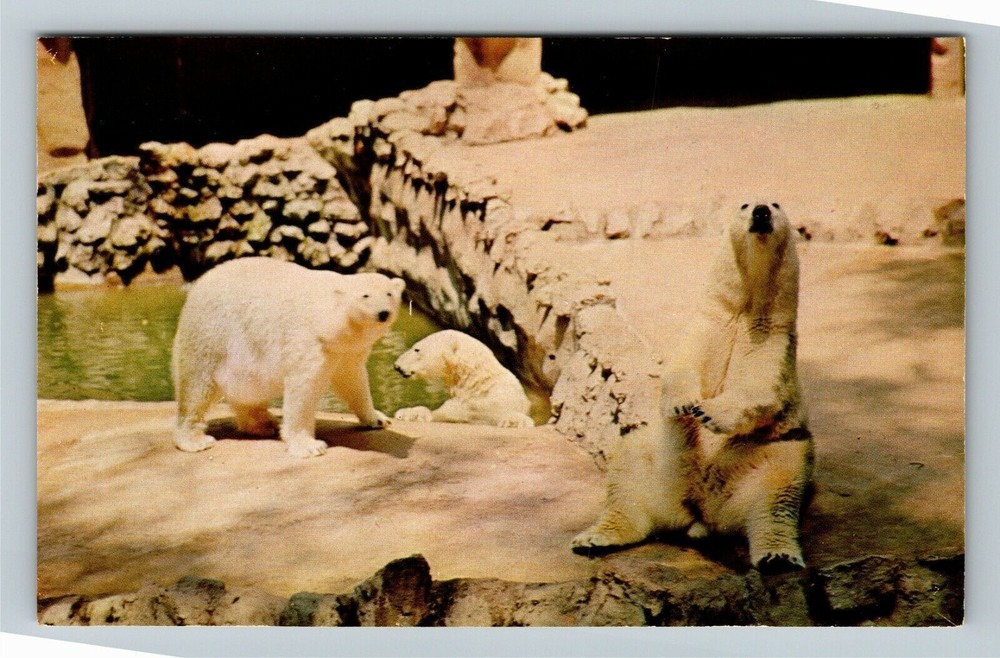 San Diego CA-California Polar Bear San Diego Zoo Balboa Park Vintage Postcard