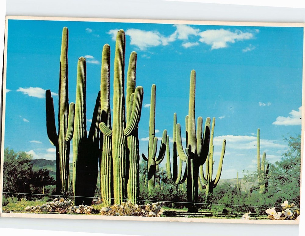 Postcard Family Group of Saguaros Arizona USA