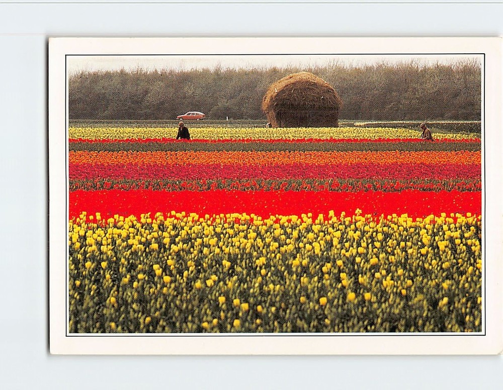Postcard Tulip Fields Holland Netherlands