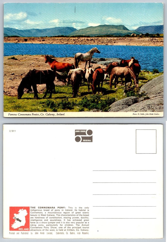 Vintage John Hinde Postcard: Connemara Ponies, Co. Galway, Ireland Scenic