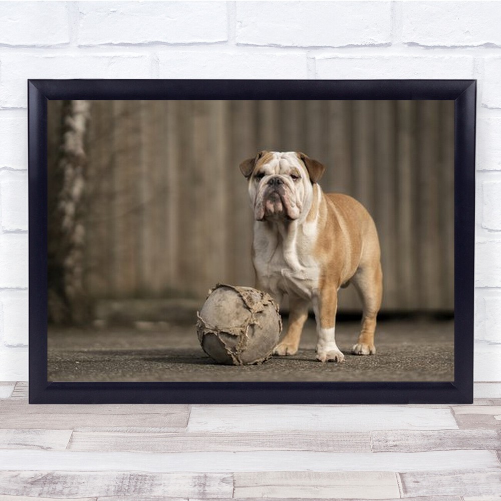 Let's Play Bulldog With Worn Football Wall Art Print