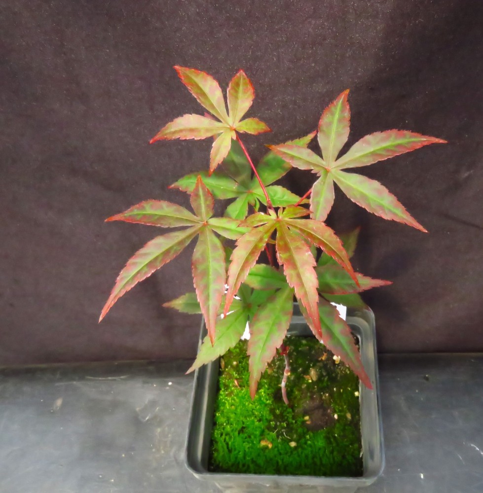 Seed-Grown Acer Palmatum 'Yezo Nishiki' Japanese Maple Tree 9 Inches Tall-image