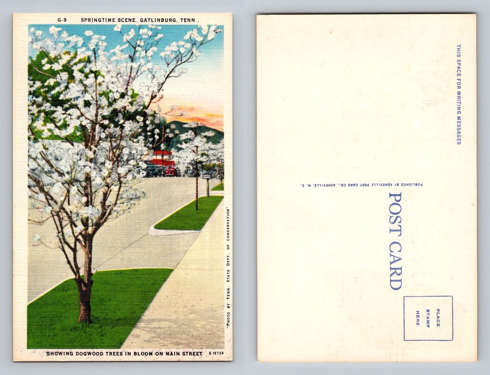 Gatlinburg TN, Springtime Scene Dogwood Trees in Bloom, Vintage Postcard