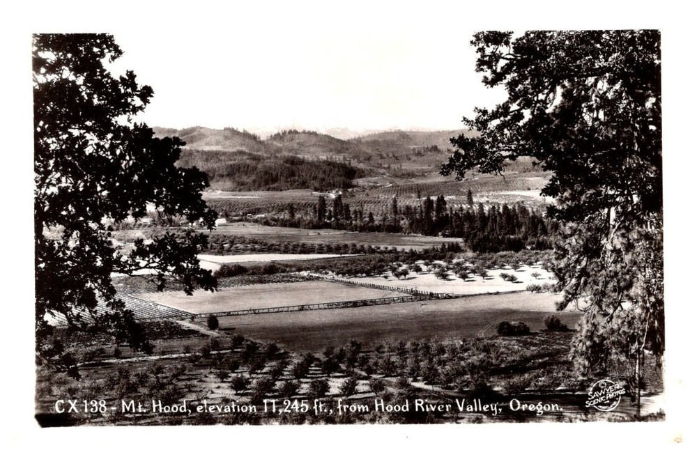 1950s Panoramic View of Hood River Valley Oregon Vintage Real Photo Postcard