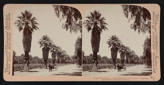 Photo:Riverside California 1902 Magnolia Avenue Palm Trees Horse Carriage