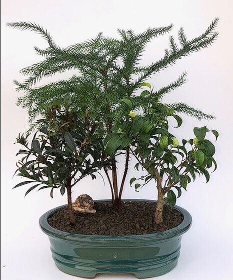3 Bonsai Trees Live Dish Garden Norfolk Island Pine Ficus & Brush Cherry 9