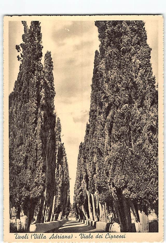 Postcard Viale dei Cipressi Tivoli Italy