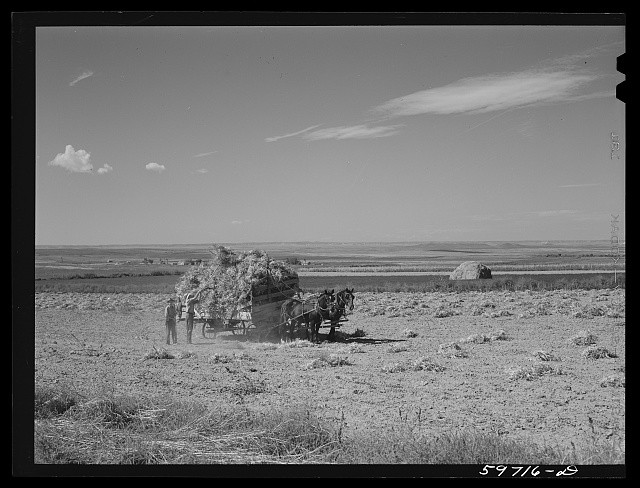 Photo:Scottsbluff Nebraska 1941 Hay Harvest Farmsteads Horse Wagon FSA