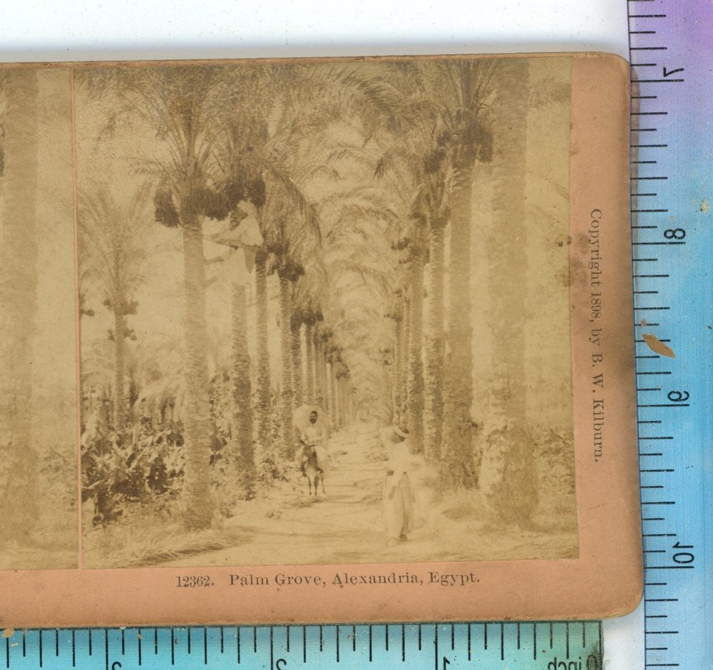 Palm Grove Alexandria Egypt Kilburn Stereoview