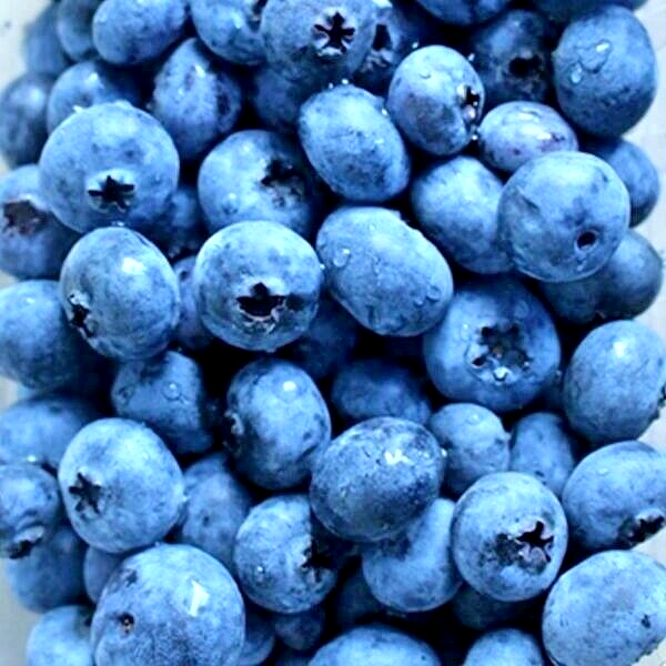 300+ EUROPEAN BLUEBERRY SEEDS BILBERRY RARE AUTUMN LOW BUSH SWEET DELICIOUS USA