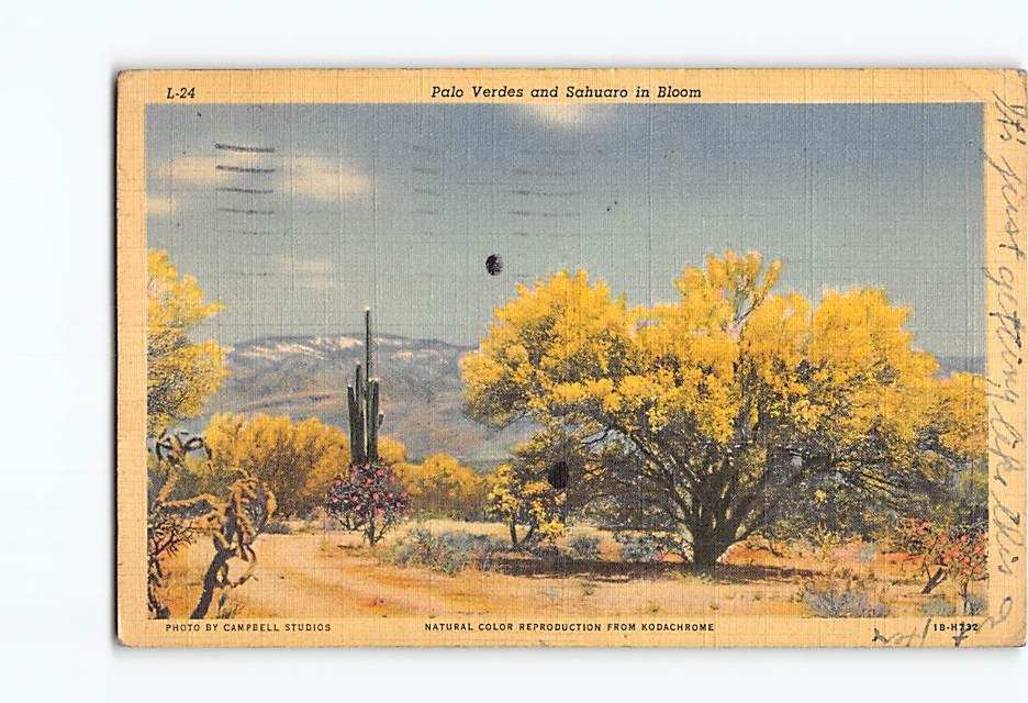 Postcard Palo Verdes Trees Sahuaro Giant Cactus Bloom Desert Arizona USA America