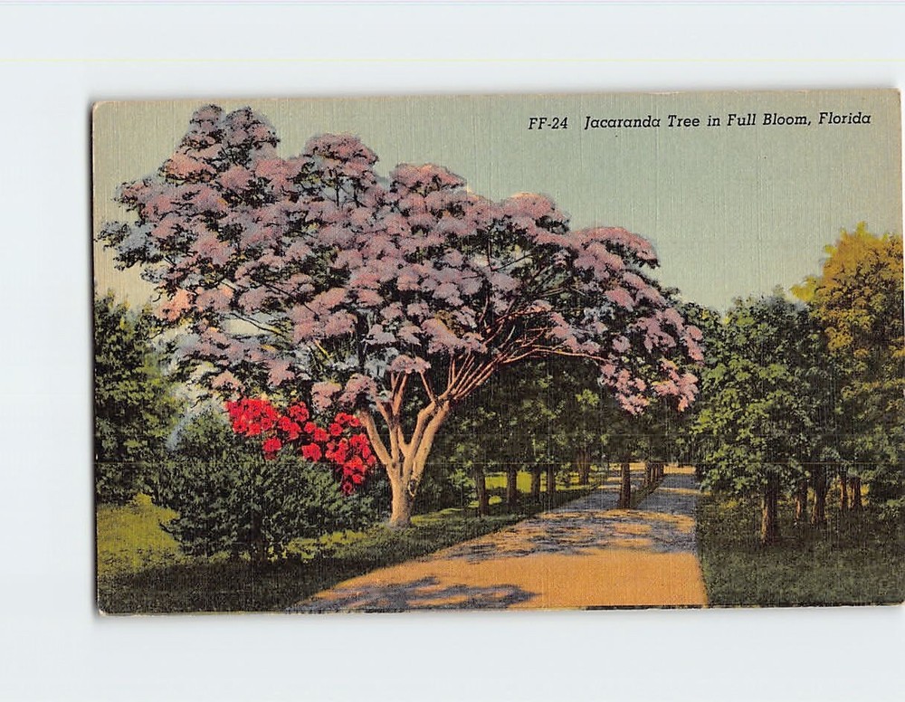 Postcard Jacaranda Tree in Full Bloom Florida USA