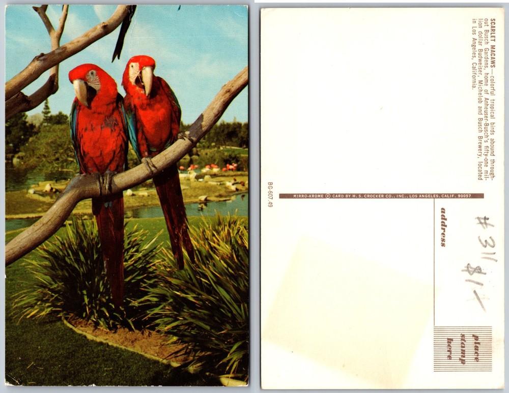 Busch Gardens Tampa Florida Macaws Postcard