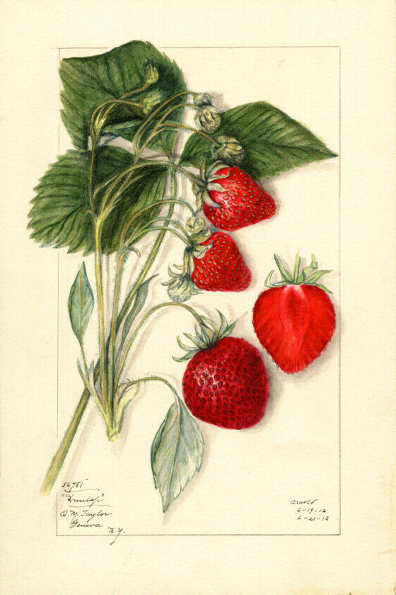 Vintage Strawberry Watercolor Botanical Illustration Poster Print, 1912 Wall Art
