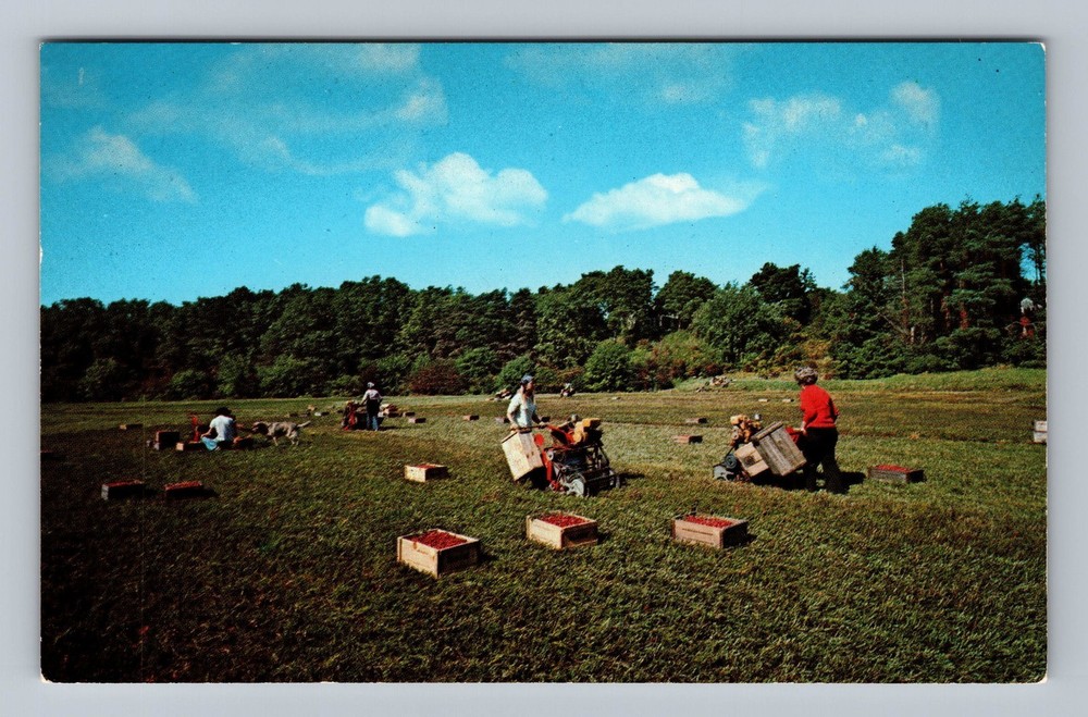 Cape Cod MA-Massachusetts Harvesting Cranberries Vintage Postcard