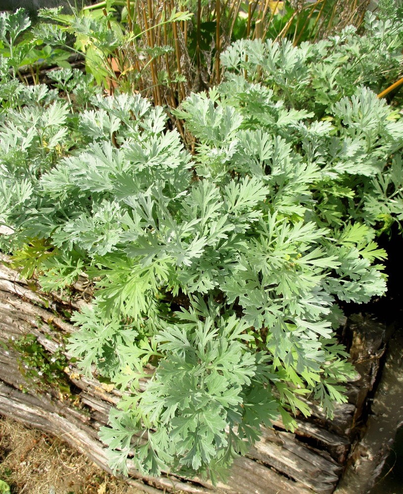500 ABSINTHE WORMWOOD Common Artemisia Absinthium Green Ginger Herb Flower Seeds-image