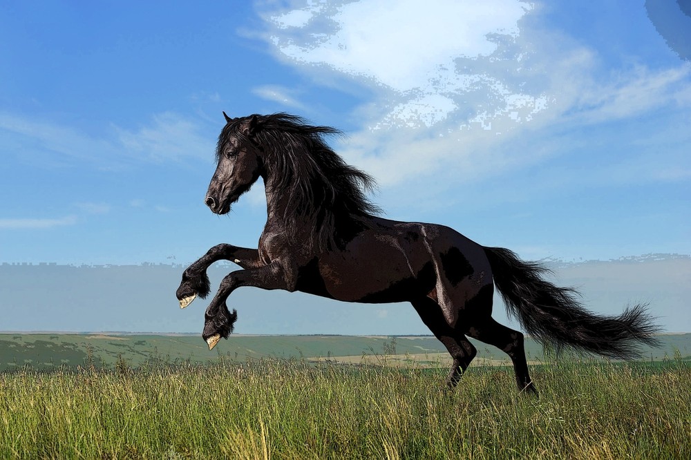 6049.Black.horse.grass.field.sky.galloping.POSTER.Decoration.Graphic