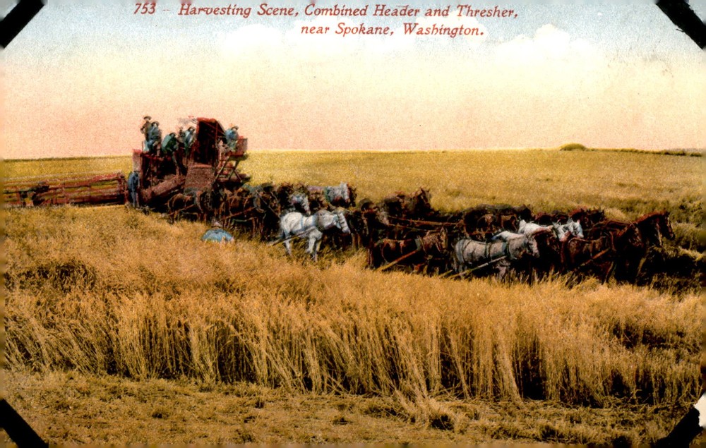 Harvesting Scene with Combined Header and Thresher, Spokane, Washington Postcard