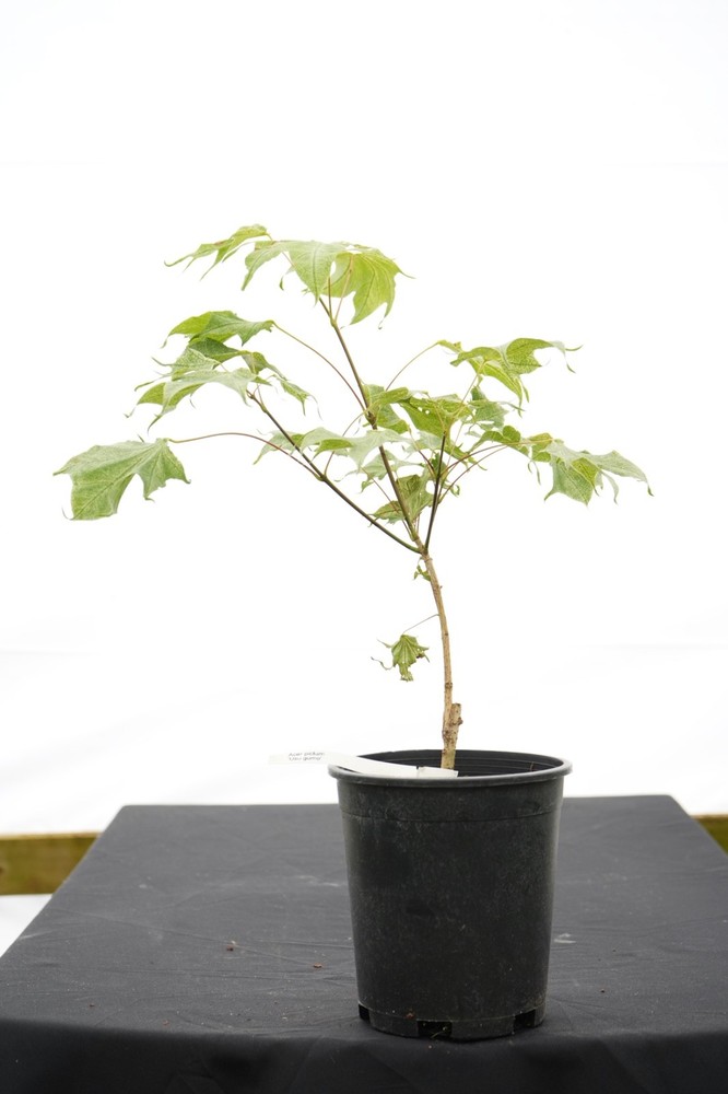 Acer pictum 'Usugumo' Rare Variegated Batwing Maple 1 Gallon