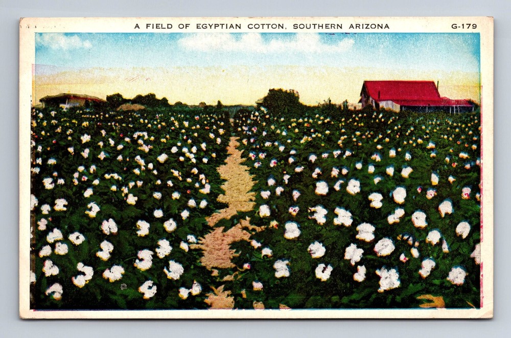 A Field of Egyptian Cotton Southern Arizona Postcard