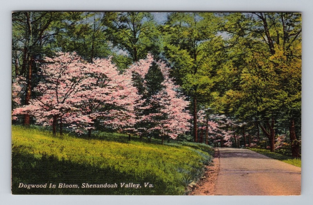 Shenandoah Valley VA- Virginia, Dogwood In Bloom, Antique, Vintage Postcard