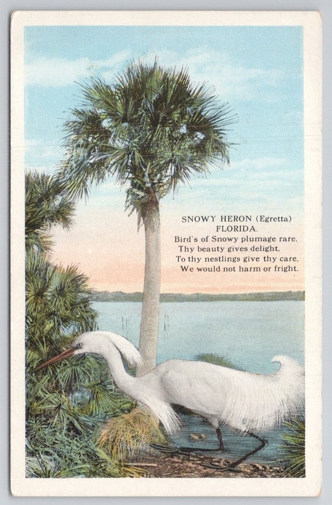Vintage Florida Snowy Heron Egretta Postcard C.T. American Art Linen Poem