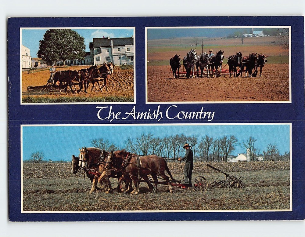 Postcard Farming Scene The Amish Country