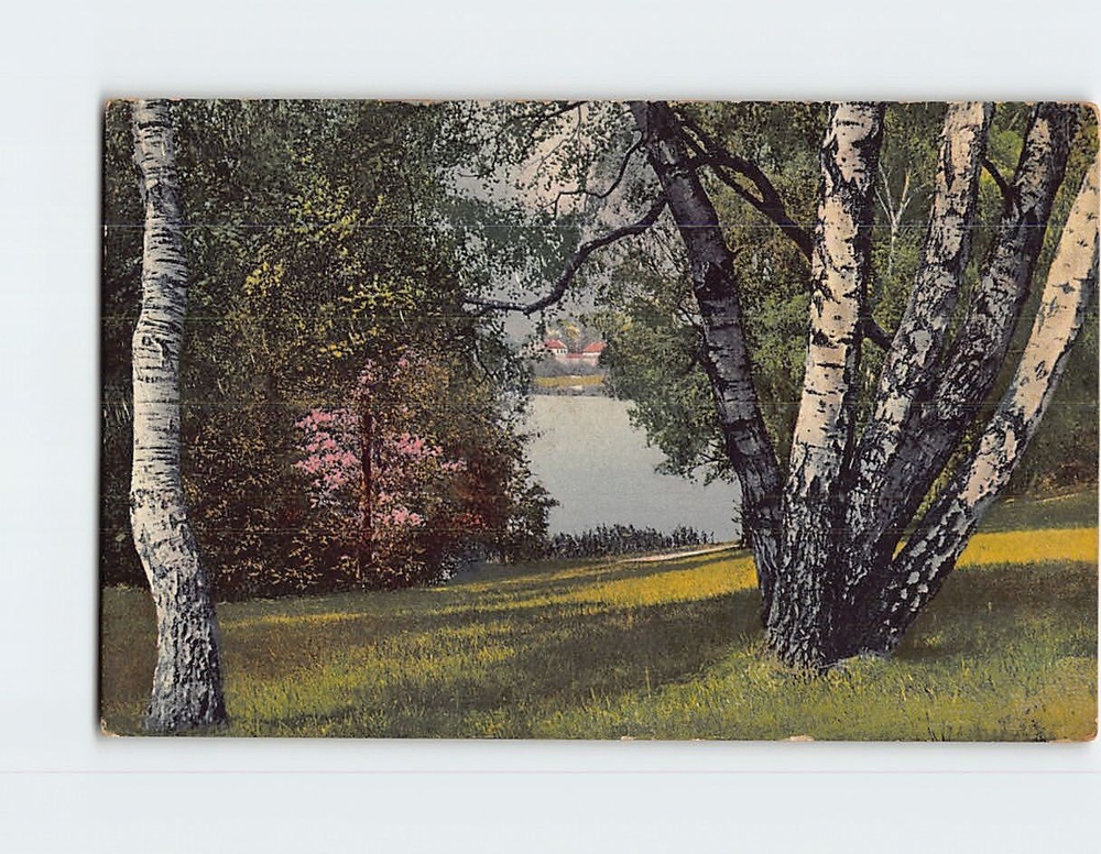 Postcard Birch Trees Lake Nature Scenery
