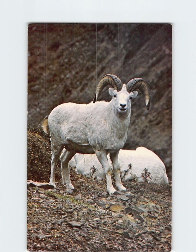 Postcard Dall Sheep