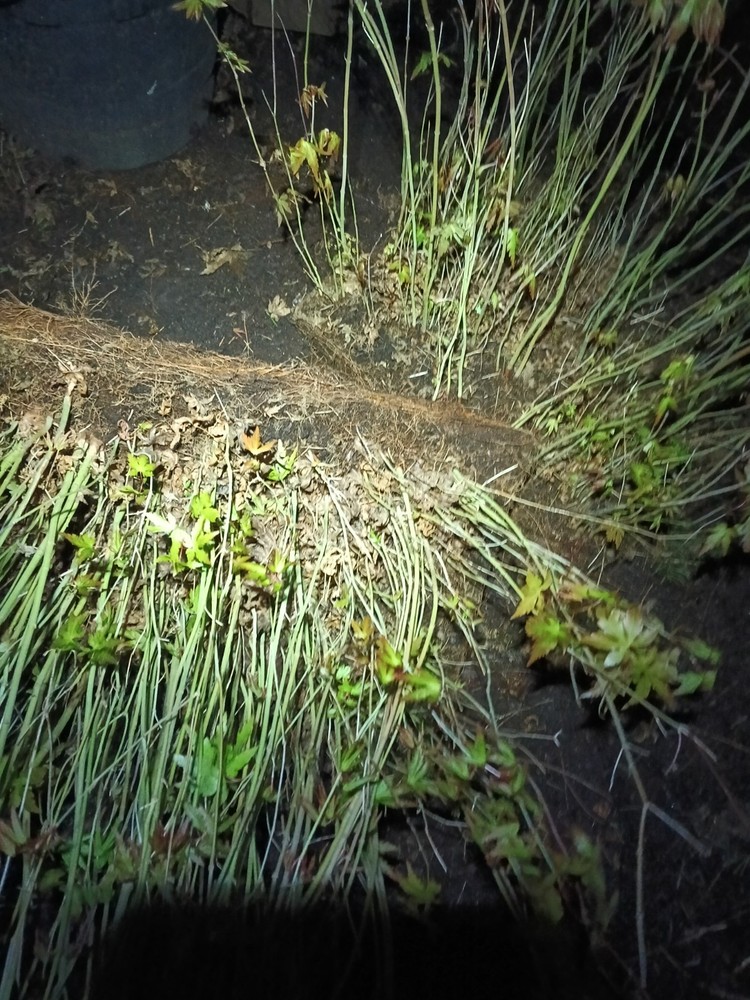 Acer Palmatum Seedlings Without Tray-image