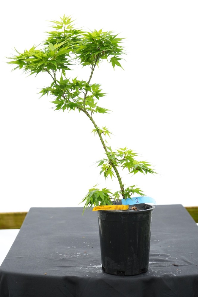 Acer palmatum Mikawa yatsubusa Seedling Orange Spring Color Japanese Maple 1G-image