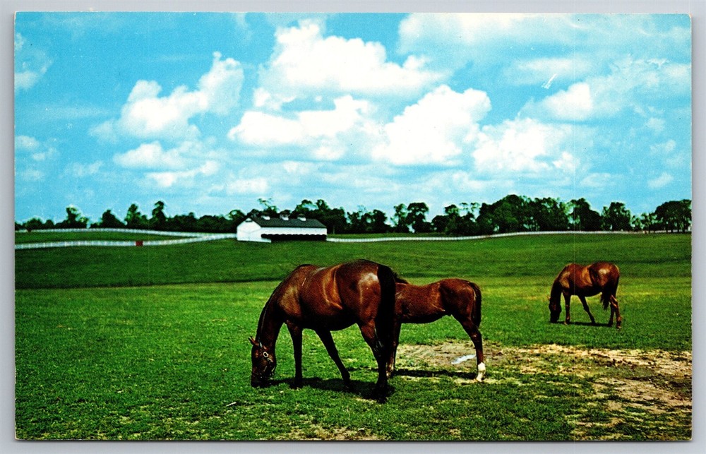 Blue Grass Country Thoroughbreds Pasture Lexington KY Postcard P2