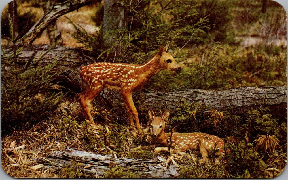 Fawns Baby Deer In The Woods Pocono Mountains Pennsylvania  Postcard