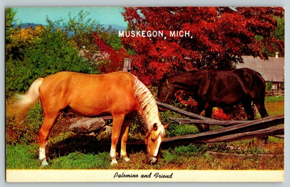 Palomino And Friend Muskegon Michigan Vtg Postcard
