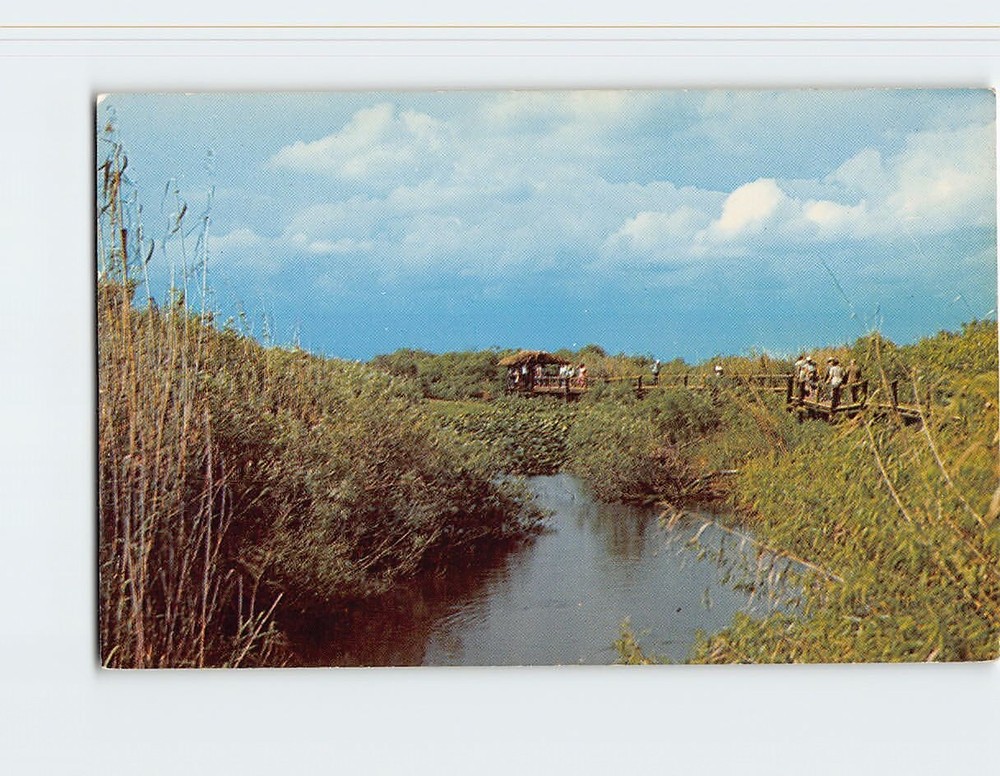 Postcard Scene in Everglades National Park Florida USA