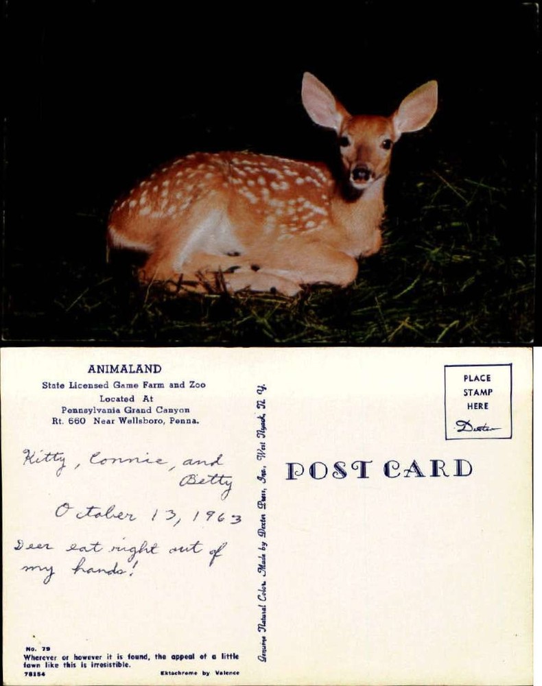 Baby deer fawn Animaland Farm and Zoo near Wellsboro PA chrome 1960s