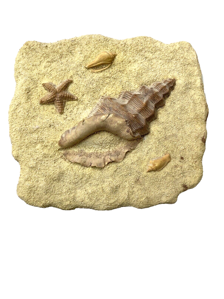 Ocean Wall Decor Stone Art Hand Painted Sandy Beach Seashell Starfish 7X8