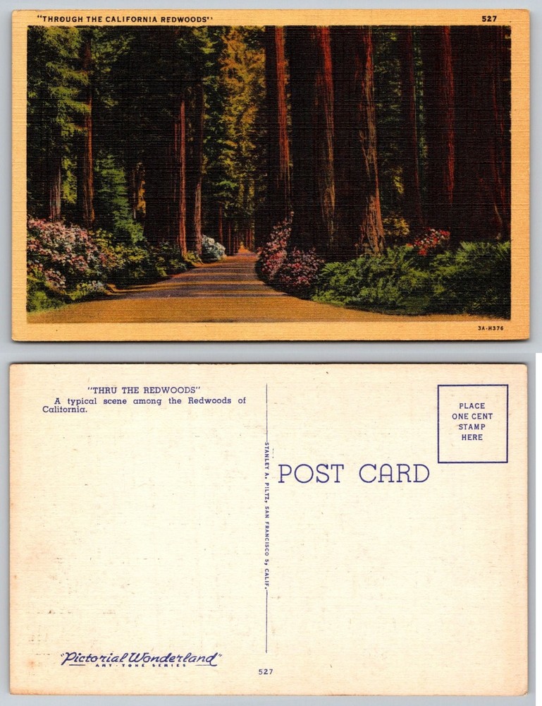 Vintage Linen Postcard California Redwoods Forest Road Stanley Piltz 1940s
