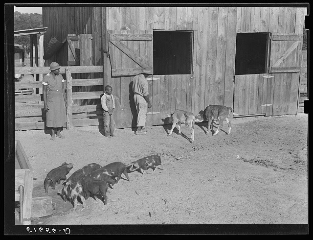 Photo:Flint River Farms Georgia 1939 Manuel McLandon Family Livestock Farm