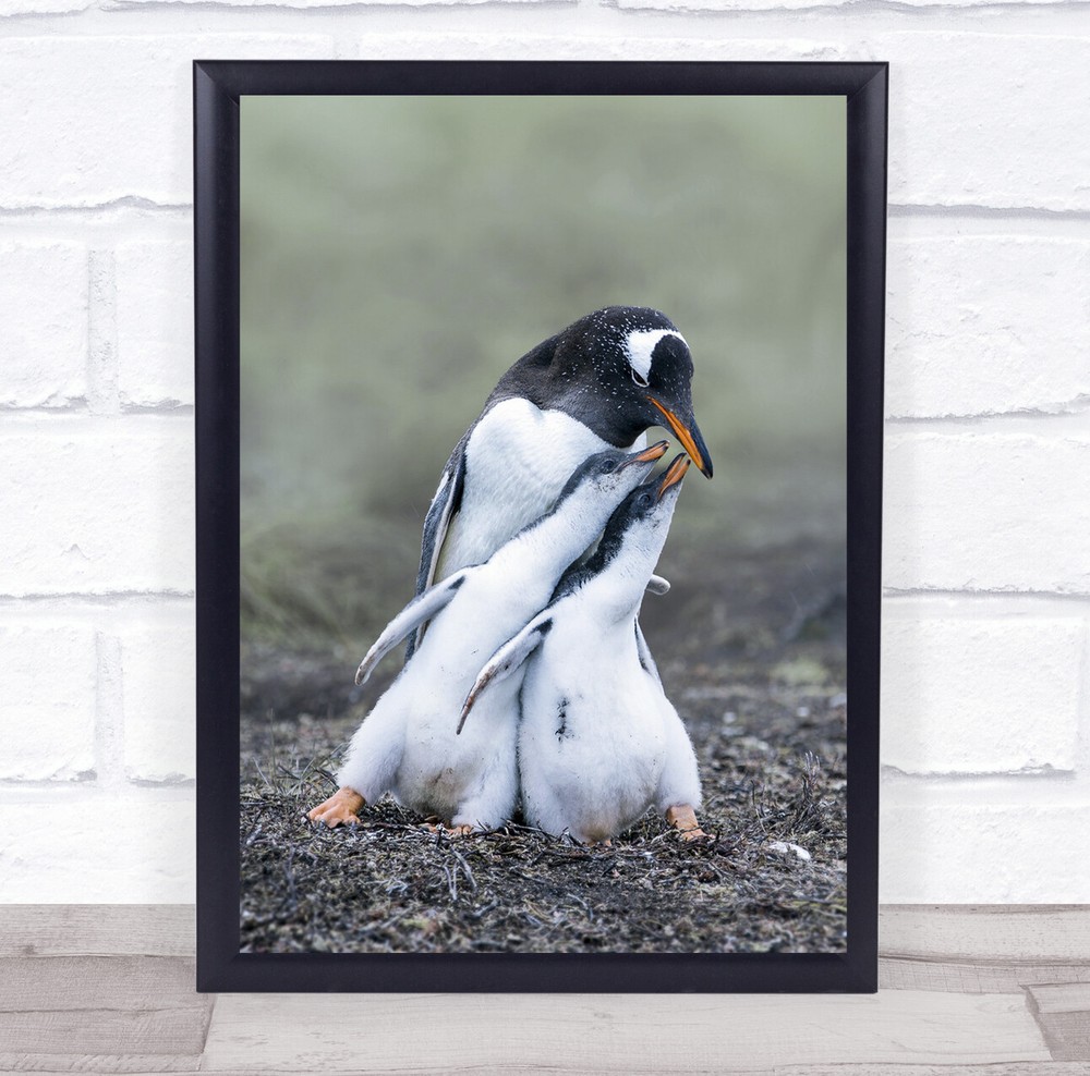 Penguin Wildlife Feeding Family Wall Art Print