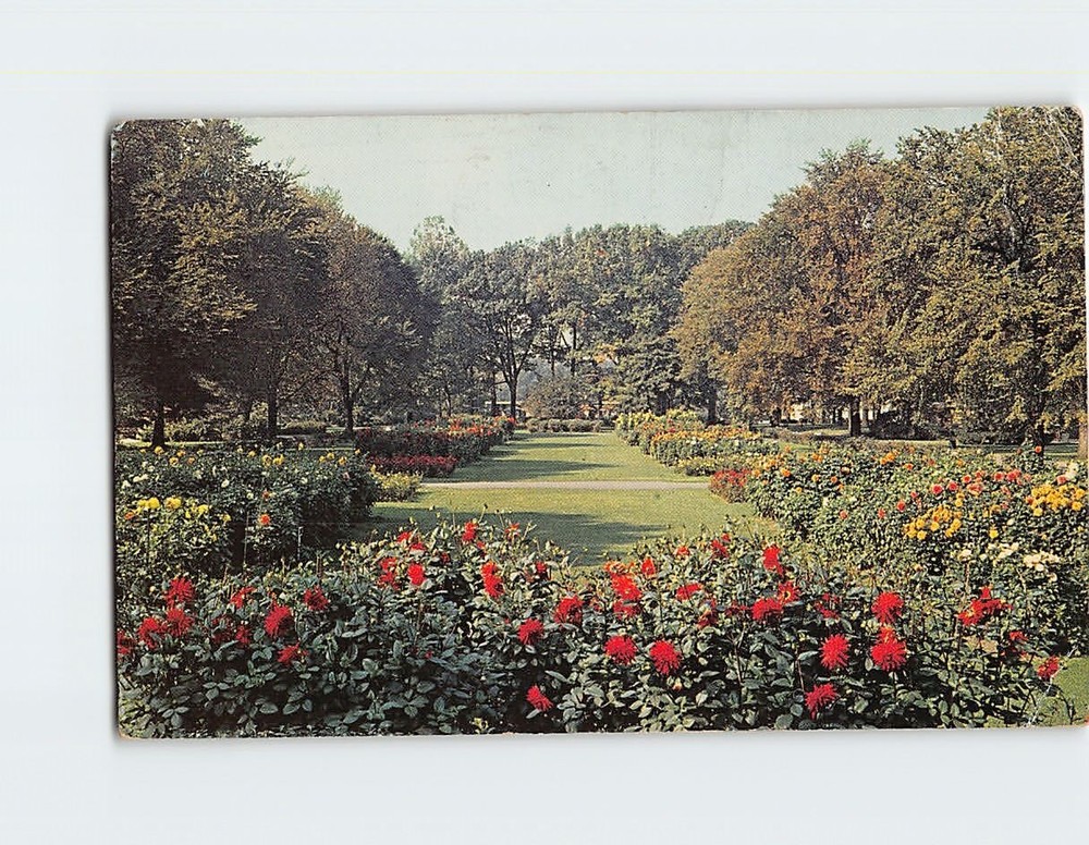 Postcard Dahlia Gardens Detroit Zoological Park Royal Oak Michigan USA