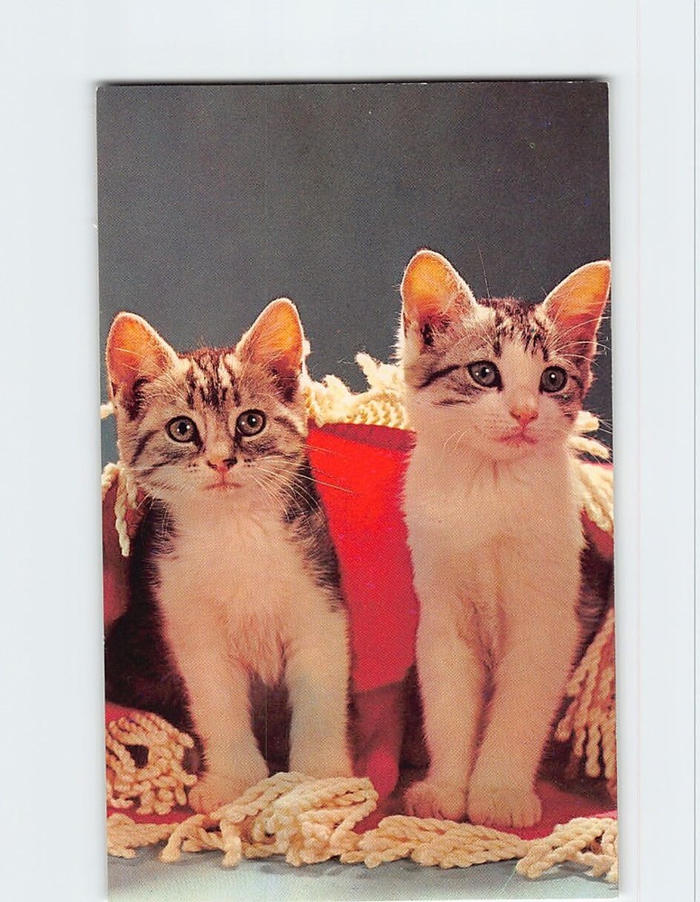 Postcard Two Cute Kittens