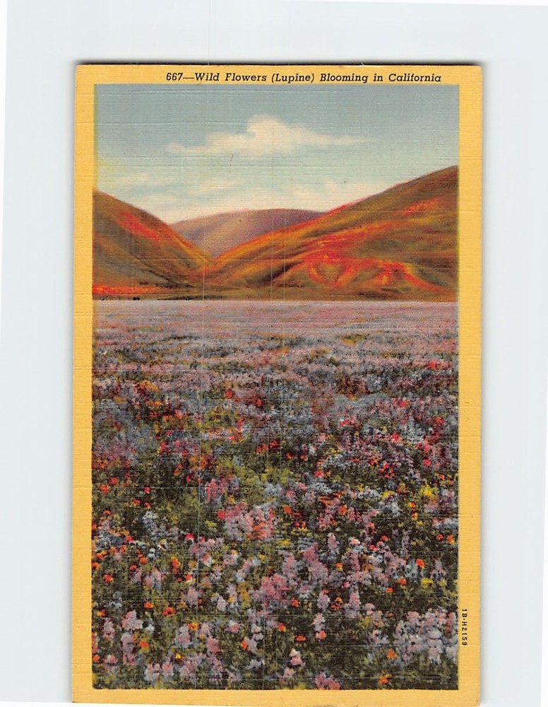 Postcard Wild Flowers (Lupine) Blooming in California USA