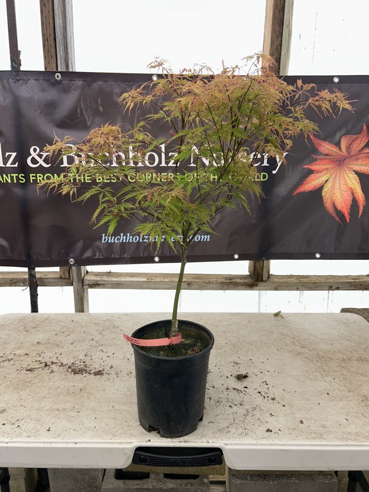Acer palmatum 'Sweet Lorraine' Weeping Japanese Maple 1 Gallon-image