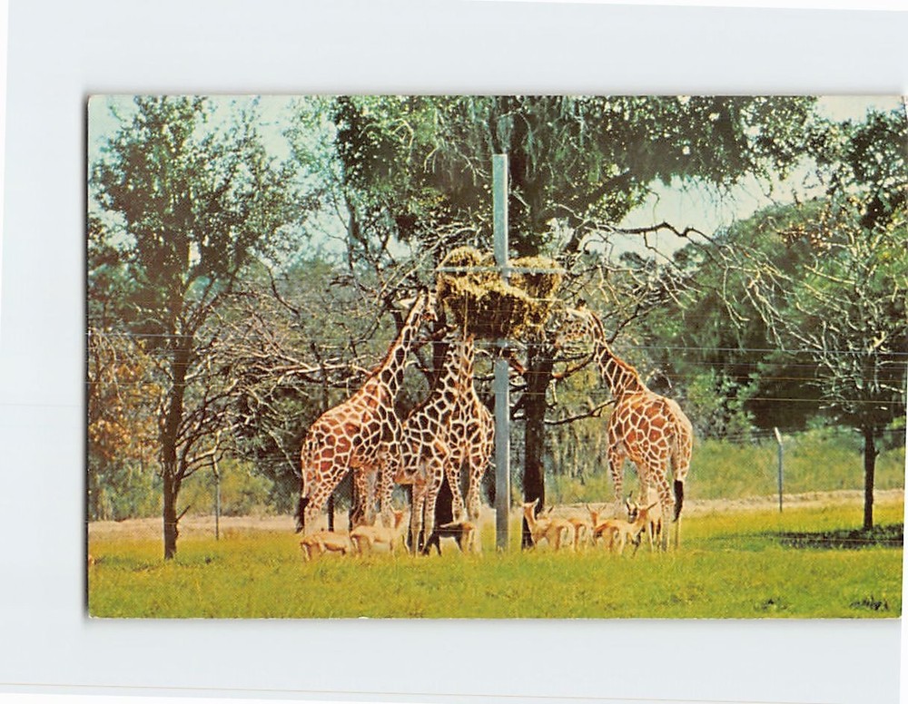 Postcard Reticulated Giraffes Feeding at Busch Gardens Tampa Florida USA
