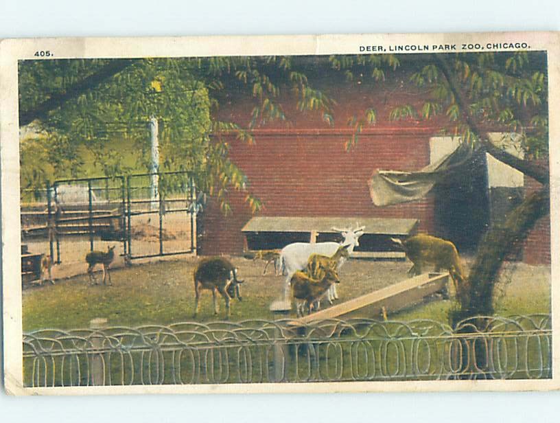 W-Border ZOO SCENE Chicago Illinois IL m/09 AG1931