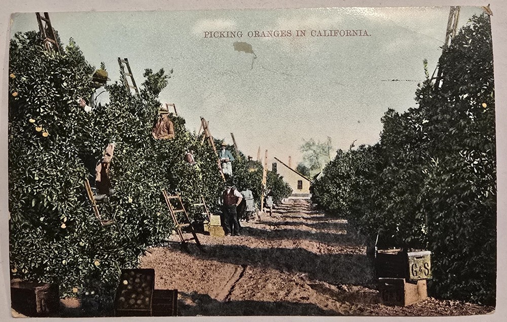 Picking Oranges California 1908 Posted Divided Back Postcard