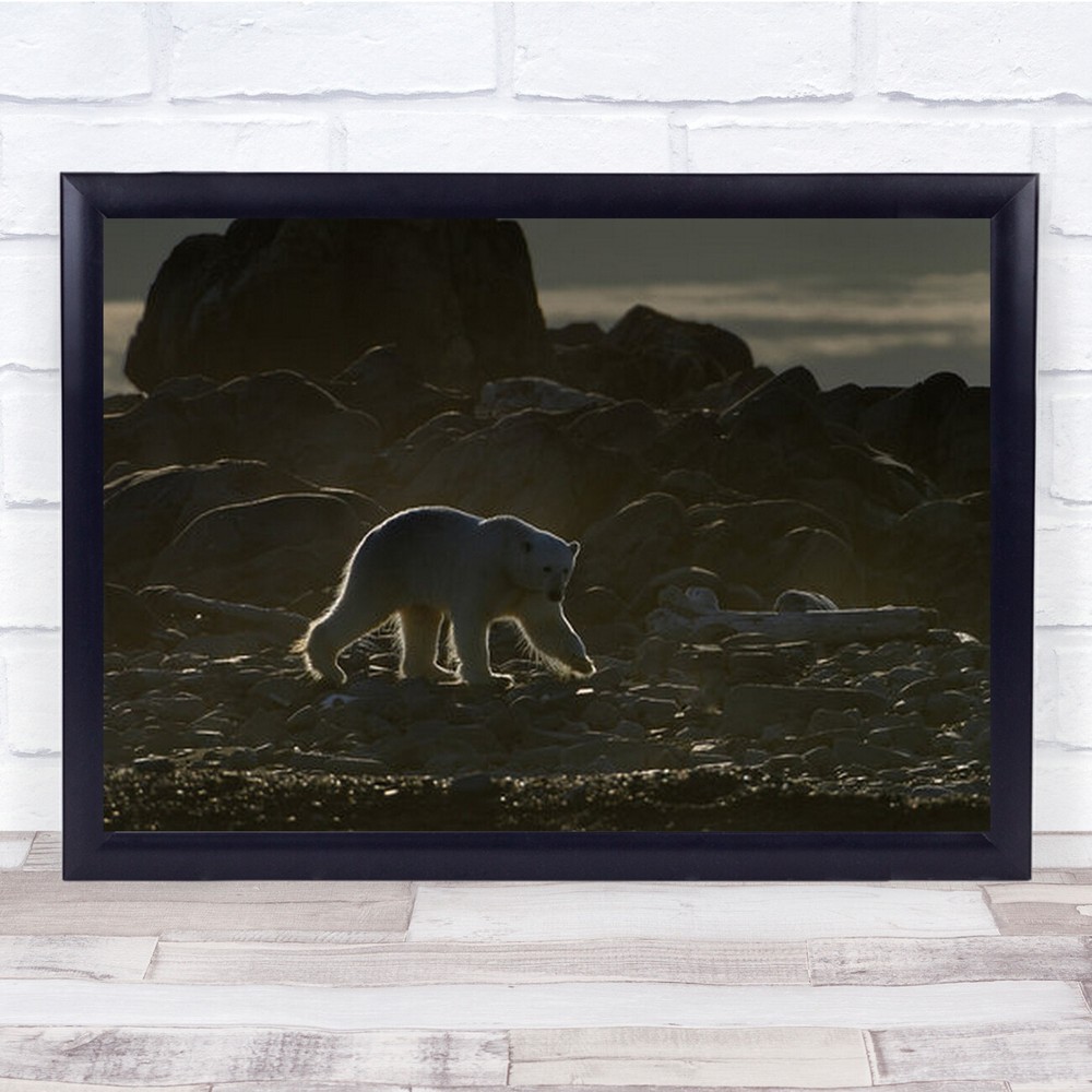 Golden Bear Svalbard Rock Beach Polar Arctic Rocks Wall Art Print