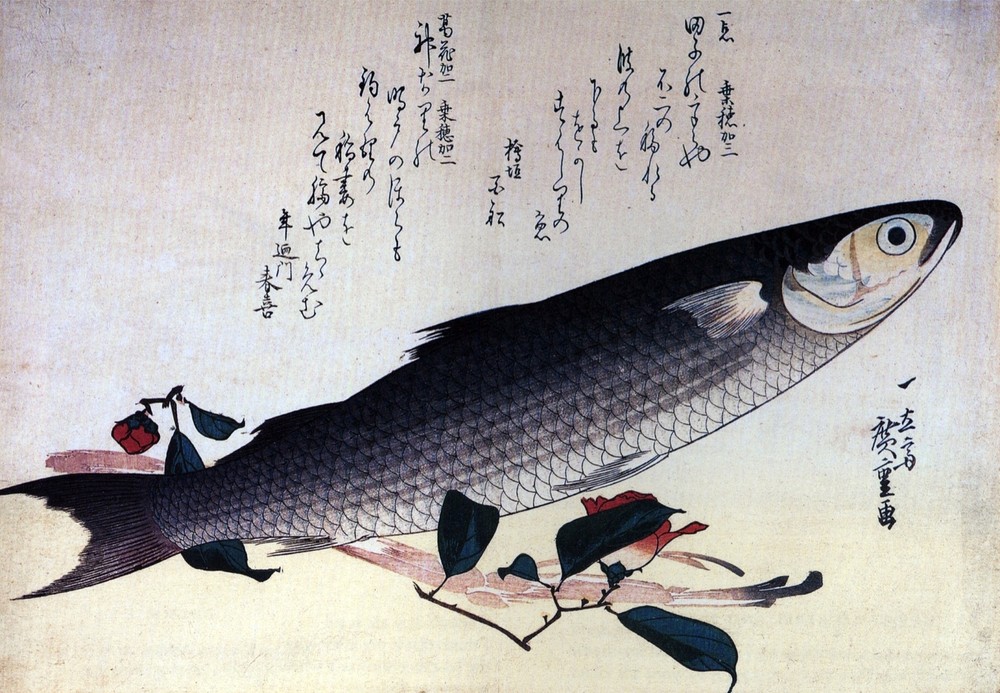 3280.Oriental Fish illustration POSTER.Japanese Fishing.Home School art decor