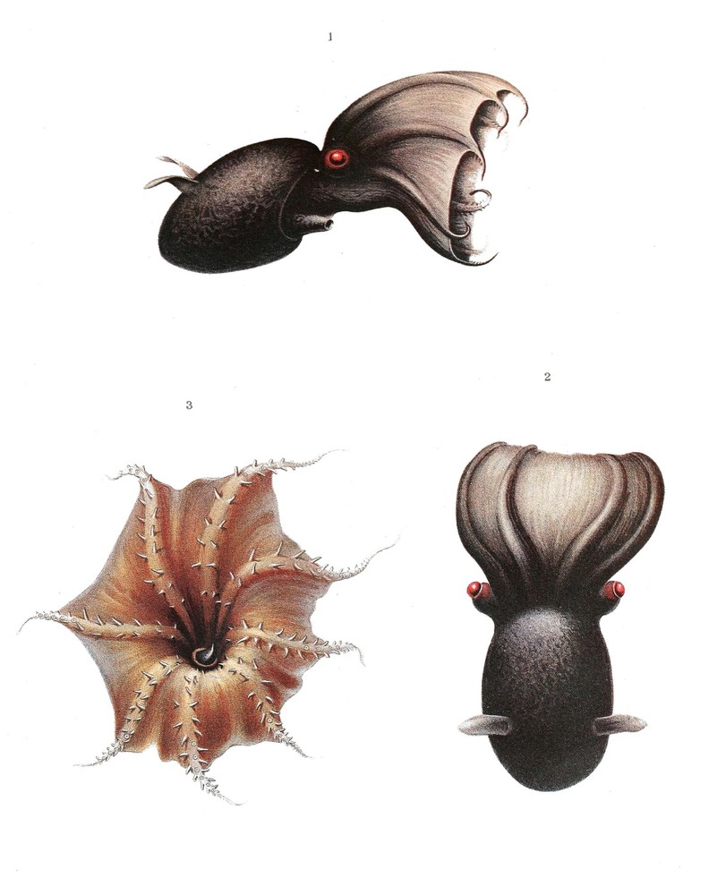 4052.Octopus-like sea creature, sea monster.POSTER.Home School Office art decor